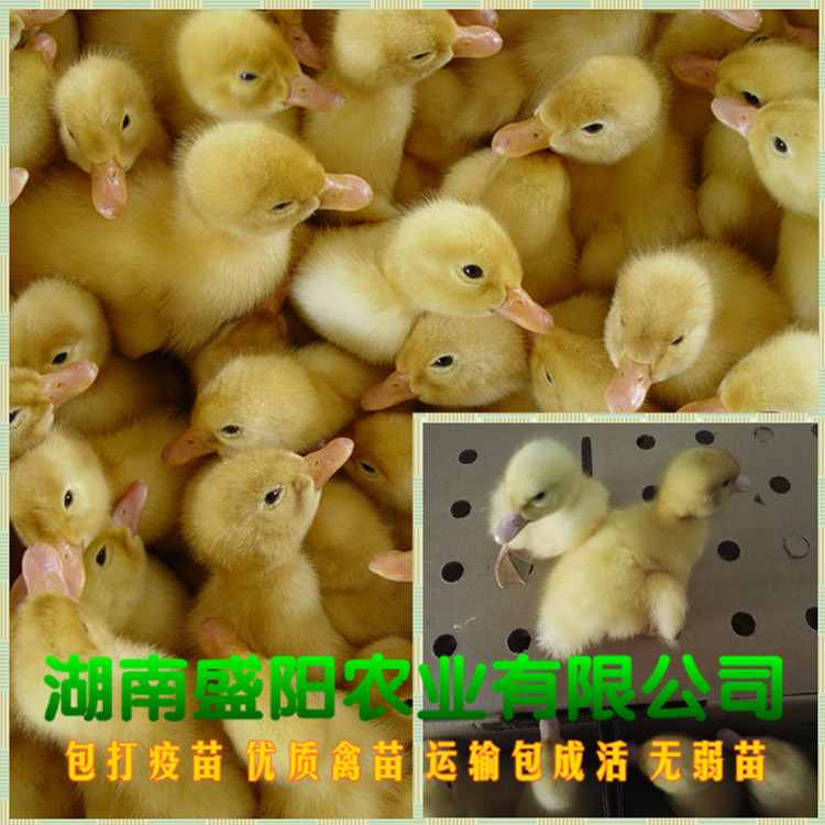 厂价直销北京鸭樱桃谷鸭出壳黄羽鸭苗出厂疫苗到位路上包运输成活