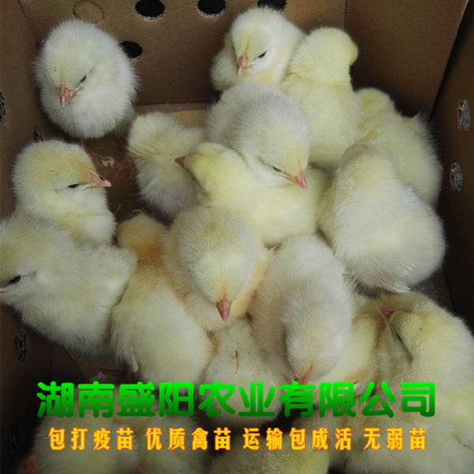 衡阳厂价直销罗曼蛋鸡苗出壳鸡苗下蛋鸡苗出厂疫苗到位路上包运输成活