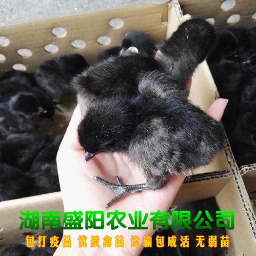衡阳厂价直销大种快大五黑鸡苗肉鸡苗出厂疫苗到位路上包运费成活