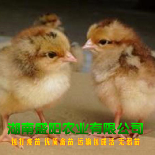 衡阳厂价直销良凤花鸡出壳苗肉鸡苗出厂疫苗到位路上包运输成活