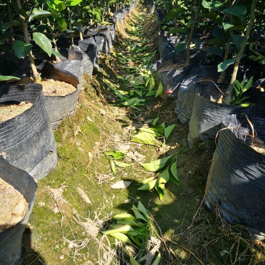 宁都县纽荷尔脐橙苗  纽荷尔杯苗