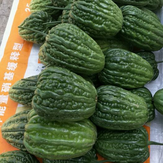商丘大顶苦瓜