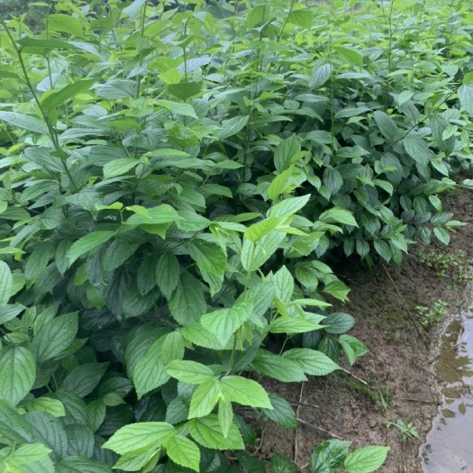 常州当年朴树小苗，小叶朴树，自产自销