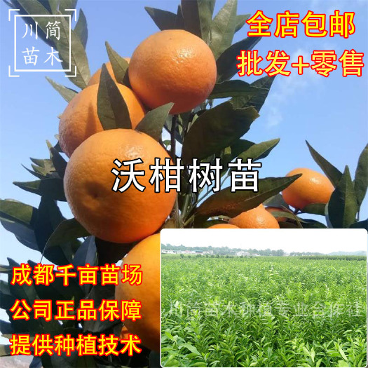 優(yōu)質沃柑苗 基地直銷  檢疫證件齊全 合同品種保證