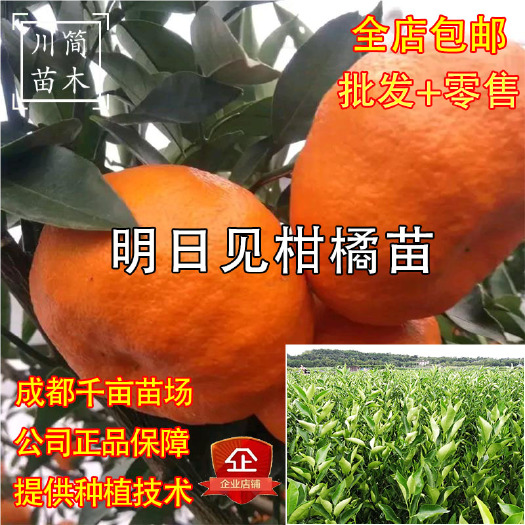 简阳市明日见柑橘苗  明日见苗兴津58号 发货为地苗 证件齐全杯苗