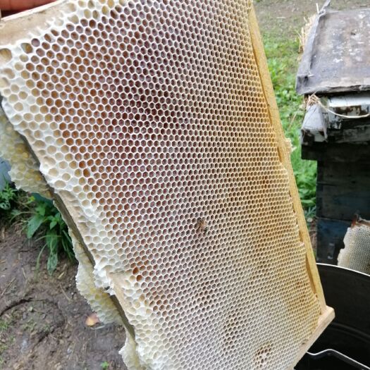 虎林市土蜂蜜 东北特产黑蜂椴树蜜