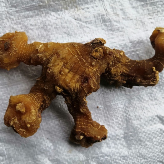 霍山县 黄精 种植黄精量大