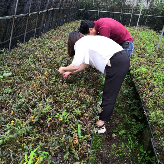 霍山县 霍山铁皮石斛鲜条