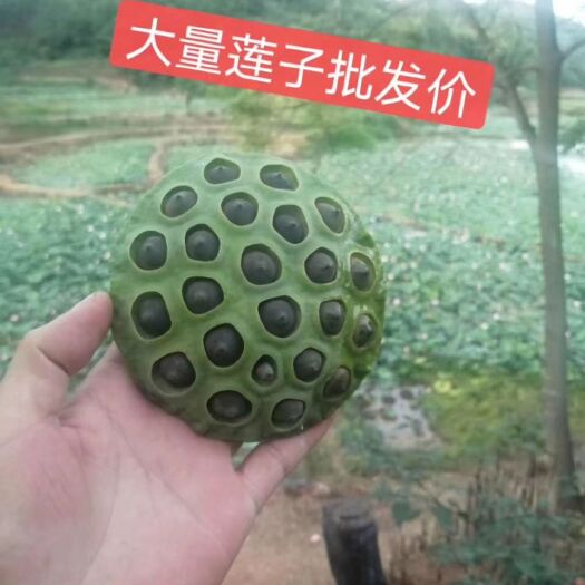 浦北县 大量供应草莲子，莲蓬
