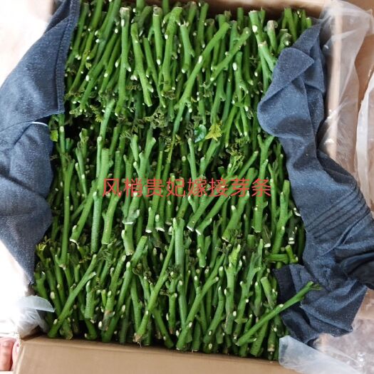 廉江市贵妃黄皮果苗 风梢贵妃（金蛋）嫁接枝条