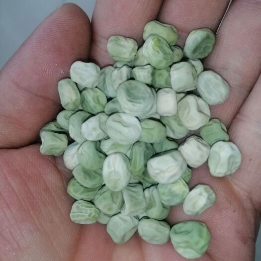 武威长寿仁豌豆 长寿仁