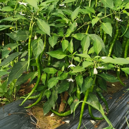 射阳县二荆条辣椒 中辣