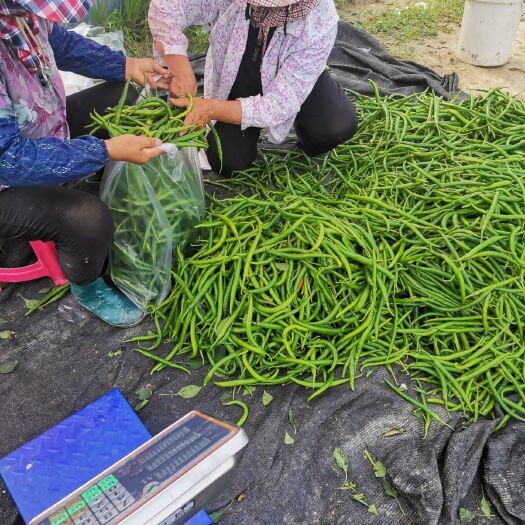 射阳县鲜泡椒 20公分左右