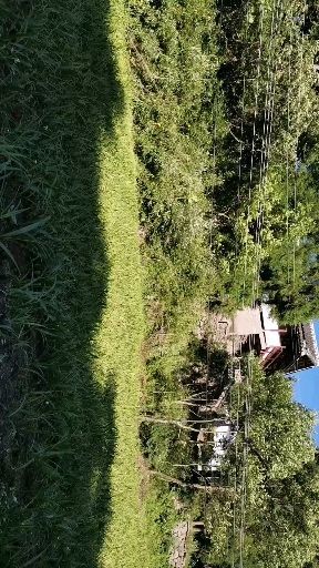 广元紫花白芨苗 我家白芨