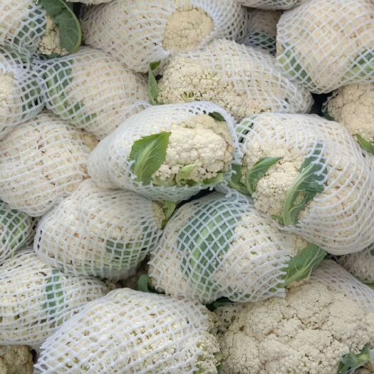 邯郸有机花菜 精品有机菜花 质量精品  价格不高  常年有货