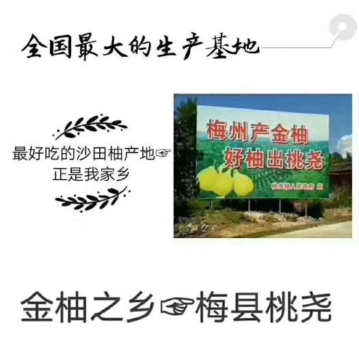梅州红肉蜜柚 红肉
