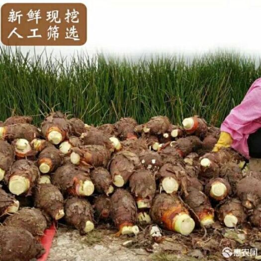 勐腊县 正宗广西荔浦贡品芋头，农家种植绿色、健康，包粉、包糯，荔浦原