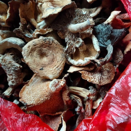 邵东市蘑菇 特产邵阳山中菌