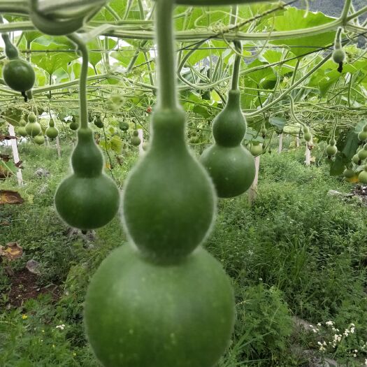 六盘水 精品葫芦丝葫芦    种植地销售  价格实惠