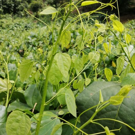 大新县自家山上的无公害赤苍藤龙须菜，姑娘菜现摘现卖，批发零售