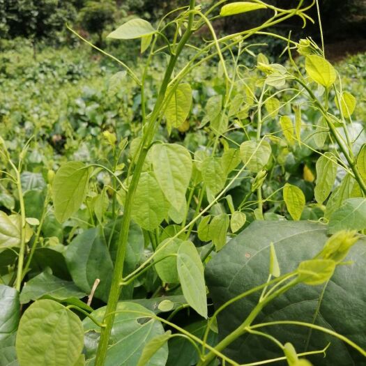 大新县树仔菜 自家山上的赤苍藤龙须菜，姑娘菜清热，有利尿排毒等