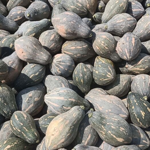 富川县香芋南瓜  浓香型精品香芋百万吨供货中