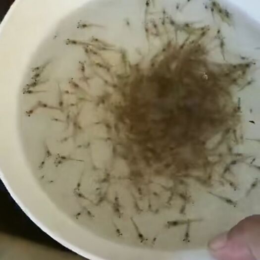 钦州白对虾苗 生长快 产量高 收益高/全程养殖技术扶持养殖