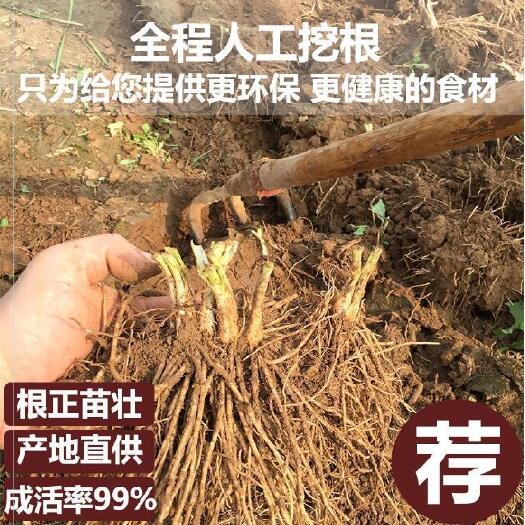 沭阳县当年 不休眠、超耐寒、韭菜根 整亩出售