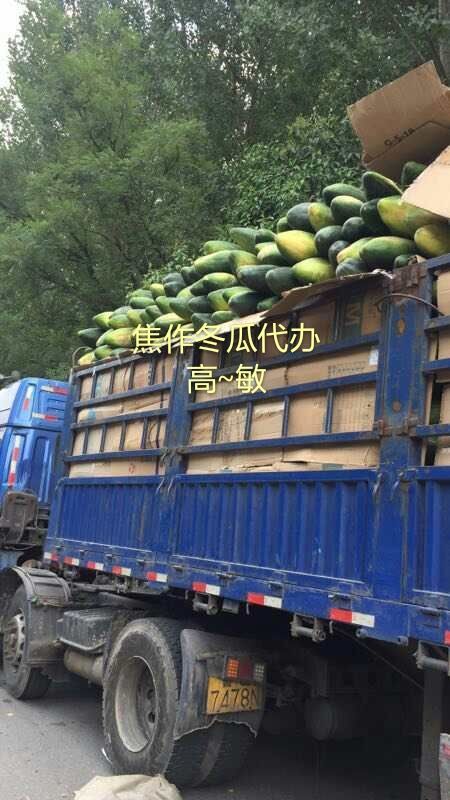博爱县黑皮冬瓜  河南焦作黑皮地冬瓜大量上市中