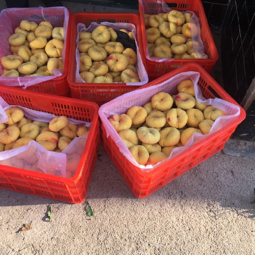 蒙阴县毛蟠桃 3-5两