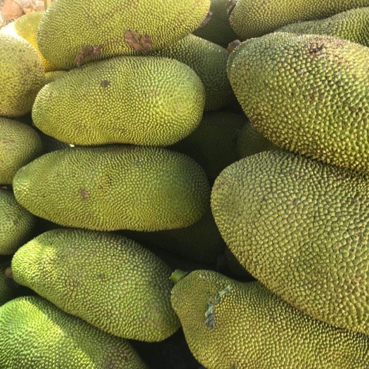 保亭县 海南三亚保亭菠萝蜜（产地一手批发商，量大稳定长期供货）