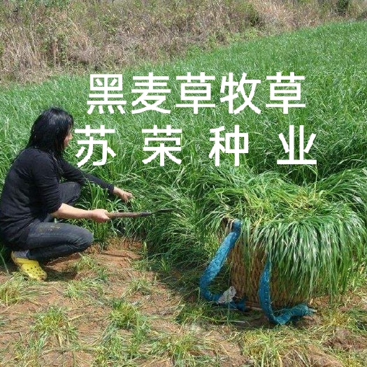 宿迁黑麦草种子 黑麦草多年生种子  耐寒宽叶牧草牛羊鸡鸭鹅鱼四季草种