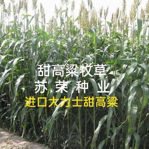 宿遷 甜高梁高產(chǎn)種子 飼用甜高粱種子 高產(chǎn)量耐旱養(yǎng)牛羊牧草種