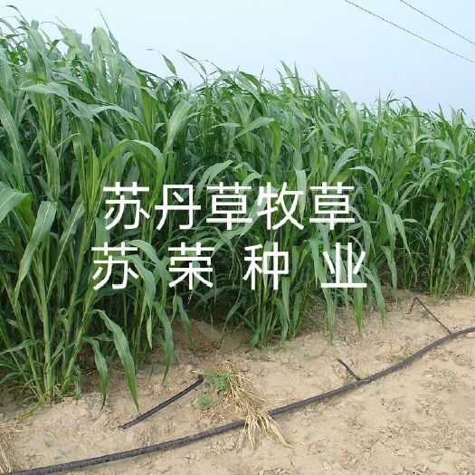 宿迁苏丹草种子 苏丹草牧草种籽  鱼草种子喂鱼猪牛羊鸡鸭鹅四季高产草籽