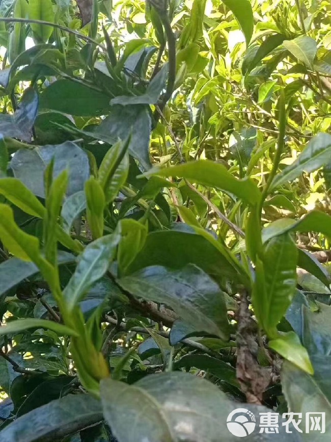 野生红茶 一山一茶一文化，合壹茶，品出你的人生