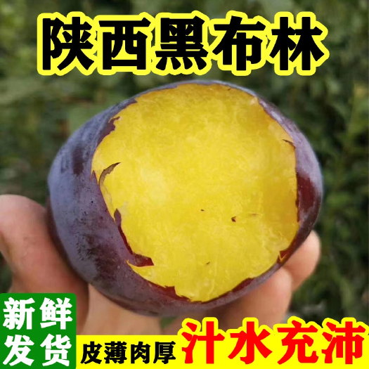 周至县黑布林  【陕西李子】5斤装水果酸甜李子非脆李/酸爽多汁果味