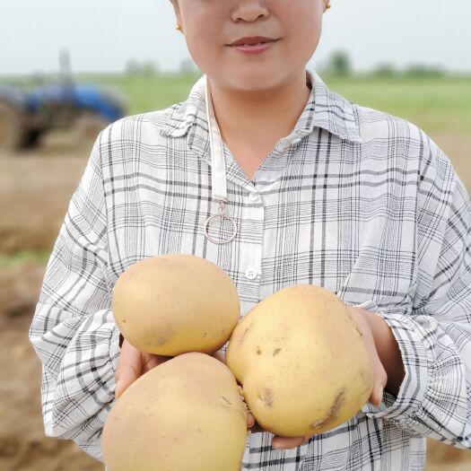 扶余市尤金885土豆 尤金885大量上市，价格低，质量好，欢迎大家前来选购