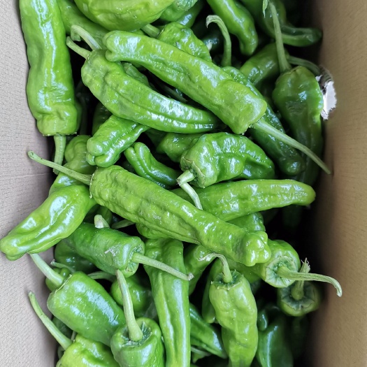 商丘 精品芜湖椒，河南泡椒大量上市中！