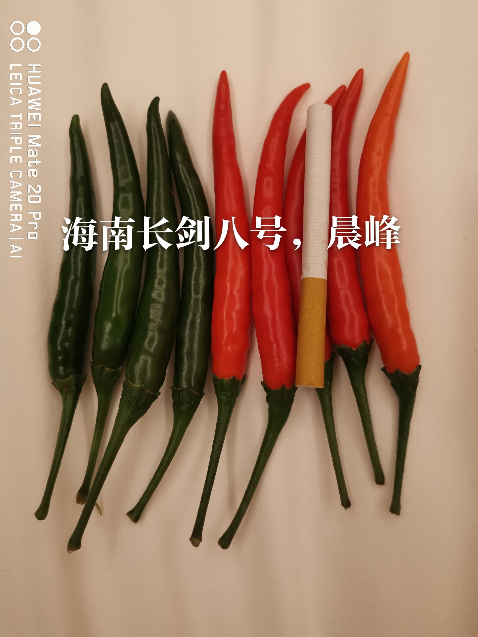 海口朝天椒种子  大果朝天椒品种，海南长剑8号，果大，硬度好，产