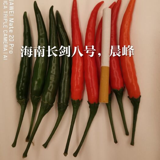 朝天椒种子  大果朝天椒品种，海南长剑8号，果大，硬度好，产