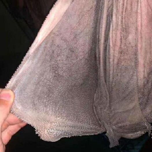 大厂县 新鲜纯干牛百叶