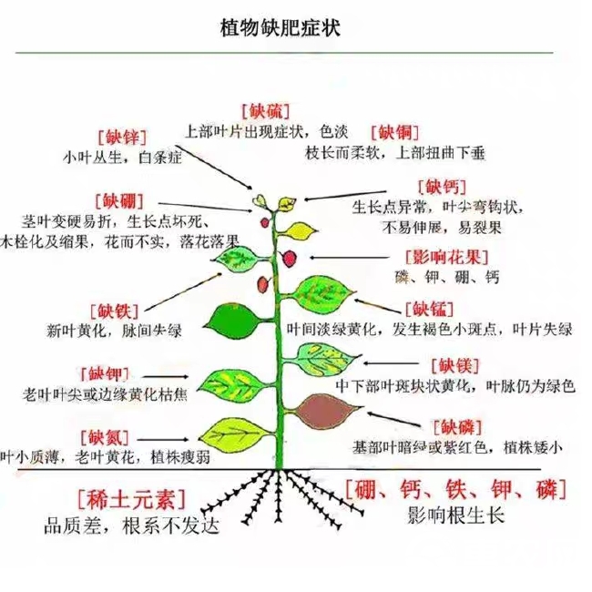 锌肥智能锌叶面肥蔬菜花卉瓜果中药材等快速补锌小叶黄叶植株矮小