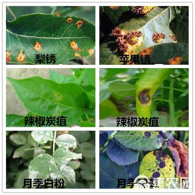 速净农药杀菌剂月季草莓白 粉病辣椒番茄炭疽病黑斑病黑星病锈病