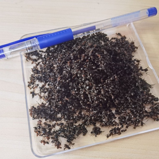 淄博 黑蚂蚁，大蚂蚁，蚂蚁干