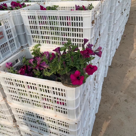 青州市矮牵牛   牵牛花