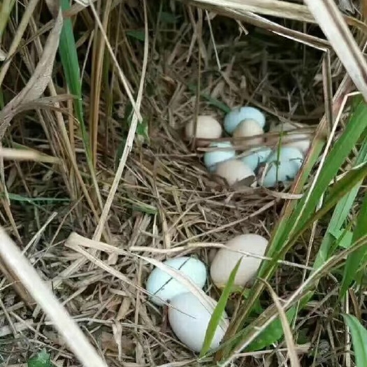 南江县 土鸡蛋，散养，品质保证