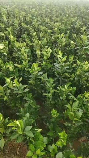 简阳市 纽荷尔脐橙苗