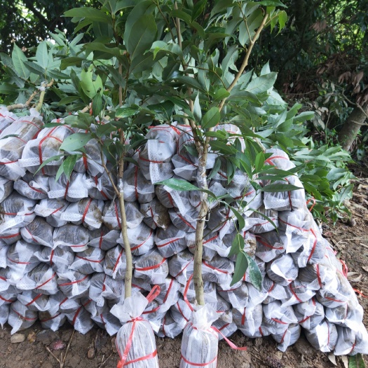 灵山县 无核荔枝苗，桂味荔枝苗