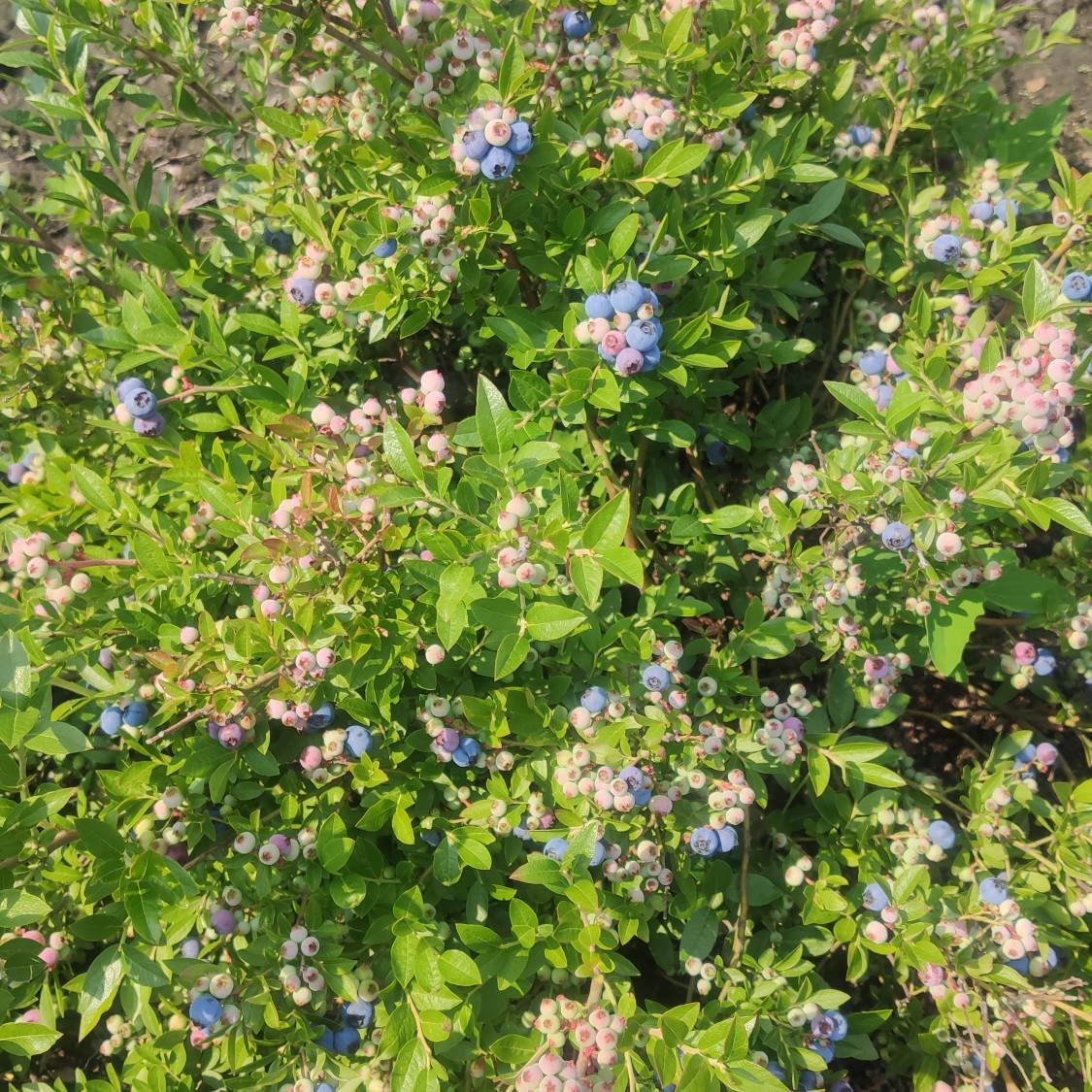 美登蓝莓 8 - 10mm以上 鲜果