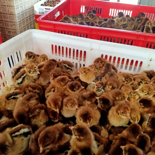 连云港青脚麻鸡苗 统货